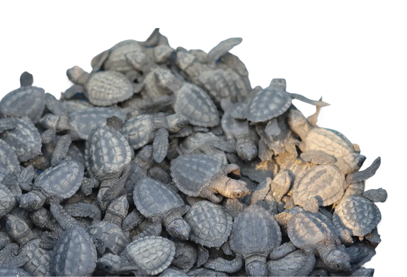 Tortugas